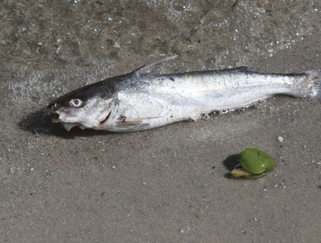 Florida Fish and Wildlife respond to major lagoon fish-kill