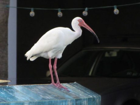 Watching people walk Ocean Drive