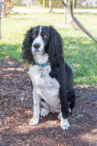 BONZ: Bonz has a Springer in his step after meeting Mitzi