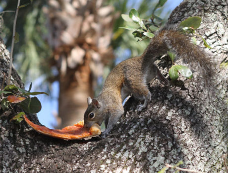 CAMERA: Squirrels that eat pizza, where am I?