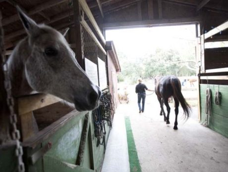 Horses provide equine therapy in Fellsmere for wounded vets