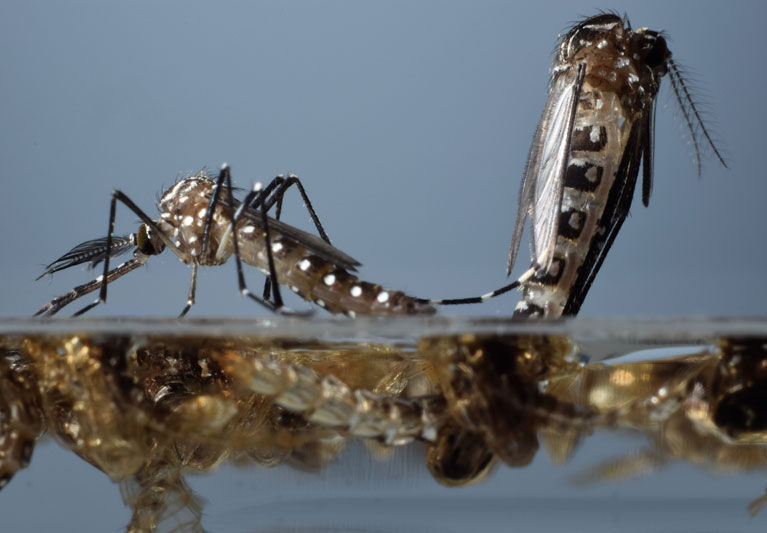 Mosquito trial in Keys creates local buzz