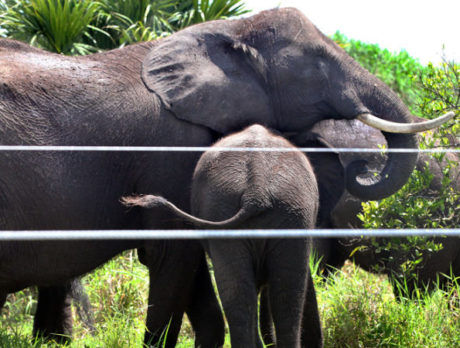 Salmonella believed culprit in Tufani’s death at Elephant Center