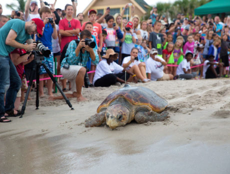 TOUR: Tracking sea turtles to understand their world