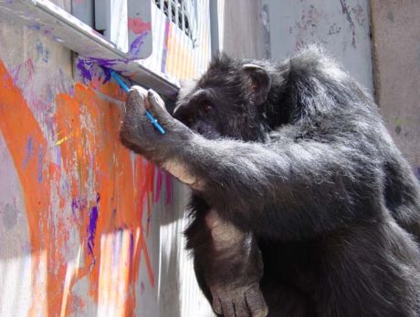 Save the Chimps to complete special needs facility for Chimpanzees