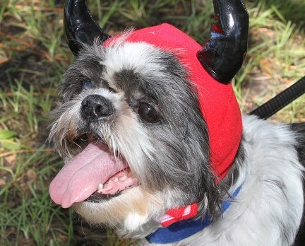 Howl-O-Ween Dog Costume Pawrade & Pet Expo