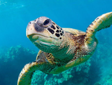 Good summer for sea turtles – except in South Beach