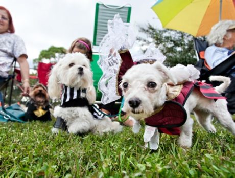 Howl-O-Ween Dog Costume Pawrade & Pet Expo