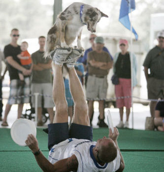 Frisbee Dog Performance