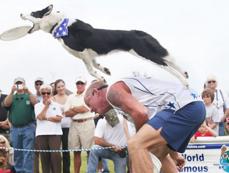 Bark in the Park