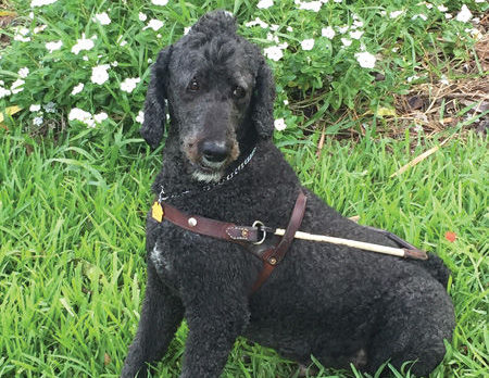 BONZ: Bonz enlightened by Frank the Guide Dog