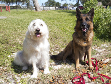 BONZ: Raise the woof! Bonz laps up pooch shindig