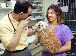 What you need to know to become a veterinary technician