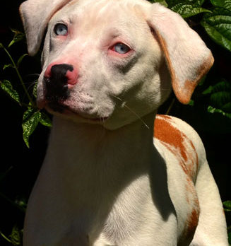 Meet Ace: H.A.L.O. Rescue’s Pet of the week.