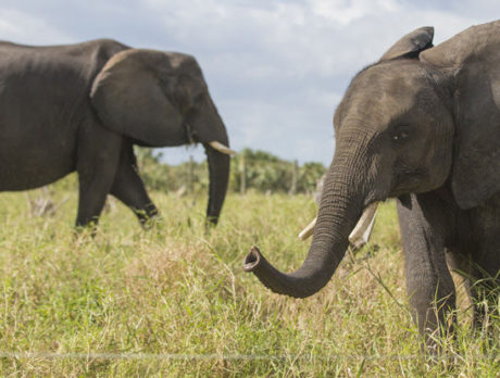 Fellsmere elephant center hopes to expand in the new year