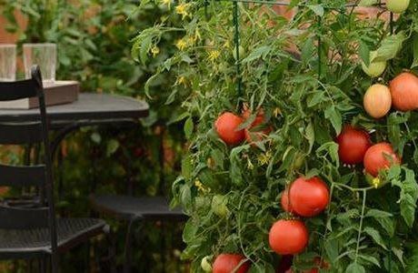Check out this year’s top 3 trends in vegetable gardening