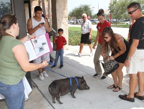 Swine Rescue, Swine Society, Inc., at Pet Supermarket