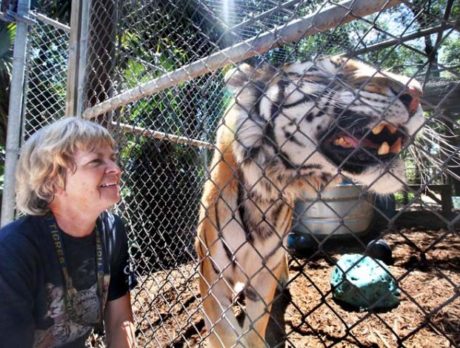 Animal reserve for ‘great cats’ moving an hour from Vero Beach