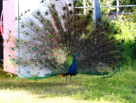 Strutting his stuff