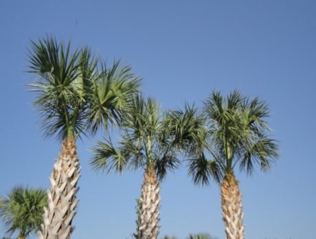 Sabal Palms trimmed