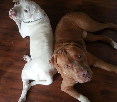 Meet Zac and Josie – H.A.L.O. Rescue’s Pet of the Week