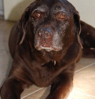 The Bonz: Maggie, a chocolate lab, is the ‘South Beach greeter dog’