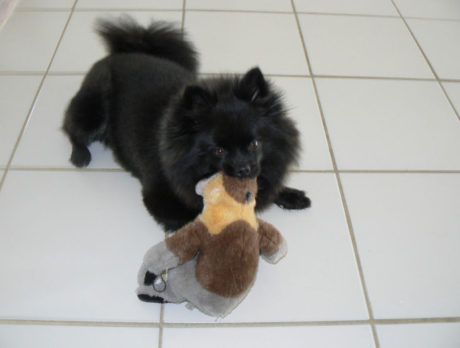 BONZO: Gigi, a Pomeranian who will never be yelled at