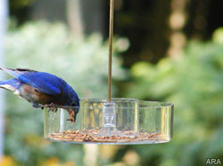 Bird feeding basics: Simple ways to attract birds to your backyard