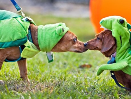 Seacoast sponsors Dogs For Life Howl-O-Ween Pawrade & Pet Expo