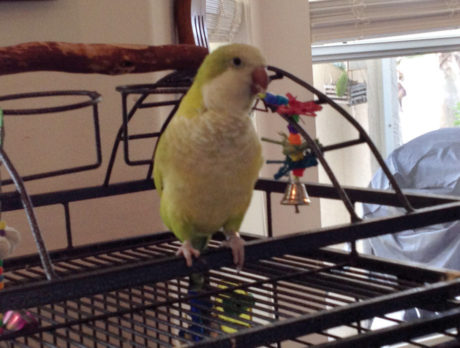 BONZO: Bonzo meets Pete the parrot – at least he can talk