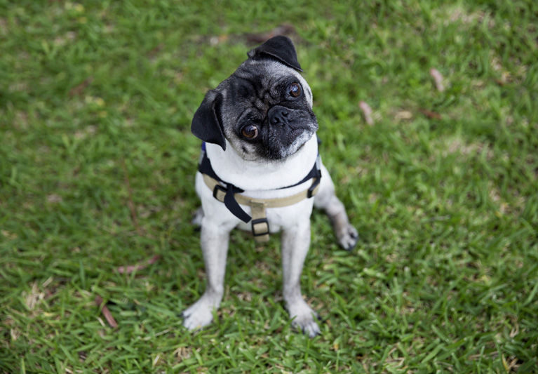 BONZ: Bonz says hey to PeiPei, an amazing service dog