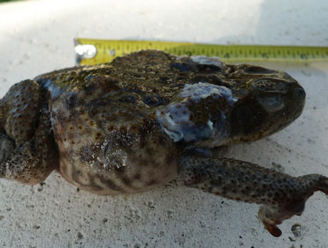 Pet owners beware: Poisonous toads spotted in Indian River County