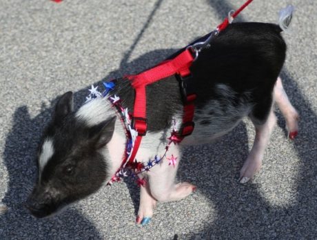 Sebastian celebrates Fourth of July