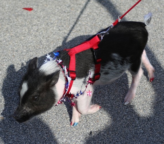 Sebastian celebrates Fourth of July