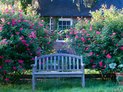 Ten easy ways to use roses in the landscape