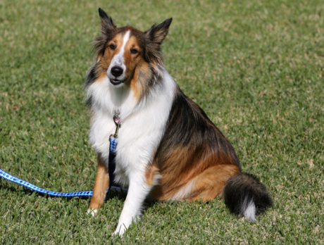 Bonz says this sweet Sheltie is one pretty Penny