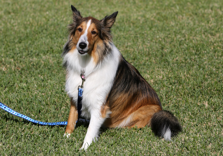 Bonz says this sweet Sheltie is one pretty Penny