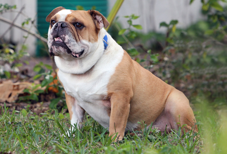 Bonz meets magnificent 7, a chunky, spunky Bulldog