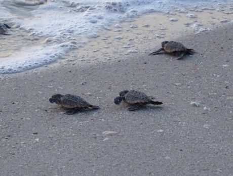 Coming Up! Tour is egg-cellent way to see sea turtle nesting