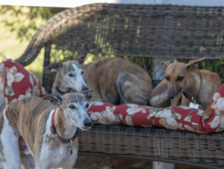 Bonzo hangs with hilarious horde of Whippets