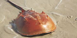 Pilot study gets underway on horseshoe crabs in the lagoon