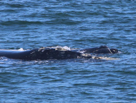 Only 7 right whale calves counted this season off Florida, Georgia coasts