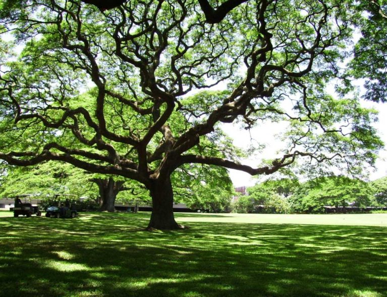 Pelican Island Audubon offering free ‘trees for life’