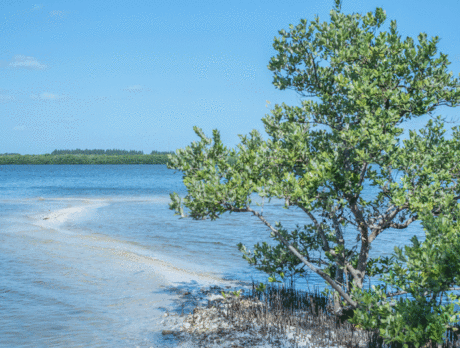 State of Florida seeks to improve management of lagoon spoil islands