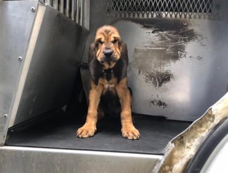 New search-and-rescue bloodhound training to find missing people