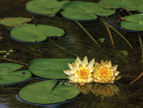 Coming Up: McKee’s Waterlily Celebration–it’s ‘Wow’ time!