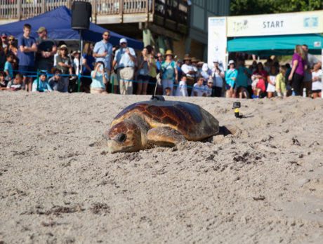 Ocean thrill: Turtle lovers turn out for ‘Tour’ kick-off