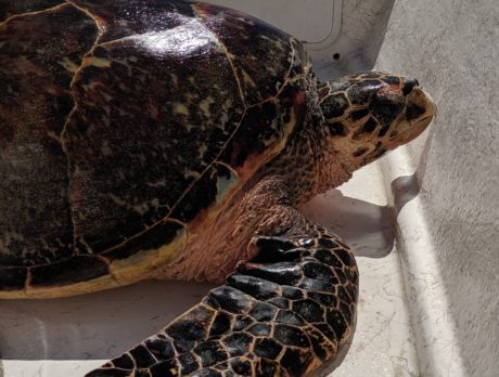 Scientists shocked to find rare hawksbill turtle in Indian River Lagoon