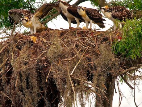 Number of osprey nests at Blue Cypress Lake down from last year