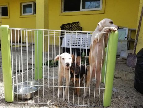 HALO rescues 75 dogs from Grand Bahama Island